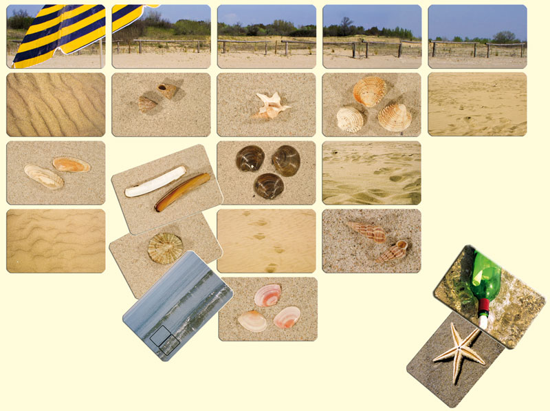 Strandmuscheln